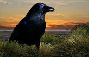 Crow: Digital Art by Alex Nodopaka